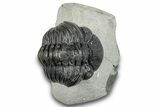 Bargain, Curled Pedinopariops Trilobite - Mrakib, Morocco #287702-2